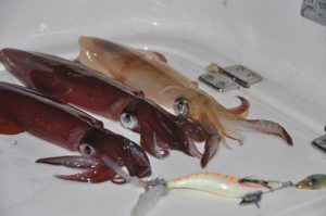 Pesca Seppia e Calamaro